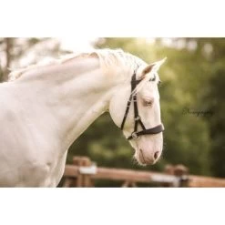 F.R.A. Bitloos Hoofdstel Aruba Side Pull Softleder Teugels Zwart -Paardensport kortingswinkel fra aruba sfeer 1.b59977