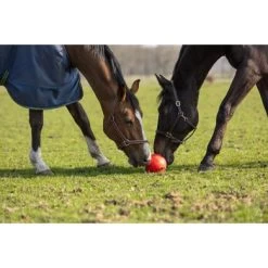 Maximus Bal Fun Play Rood -Paardensport kortingswinkel hof 277366.517a4b 1