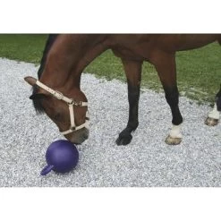Speelbal Met Mintsmaak 7 Speelbal Met Mintsmaak -Paardensport kortingswinkel ke 323893mood01.89d662