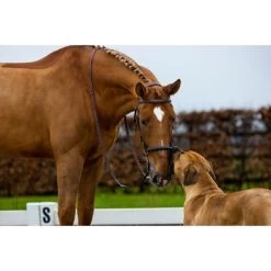 Trust Hoofdstel Hickstead Bruin/Zilver -Paardensport kortingswinkel trust hickstead hackamore bridle heus23l296435.011180